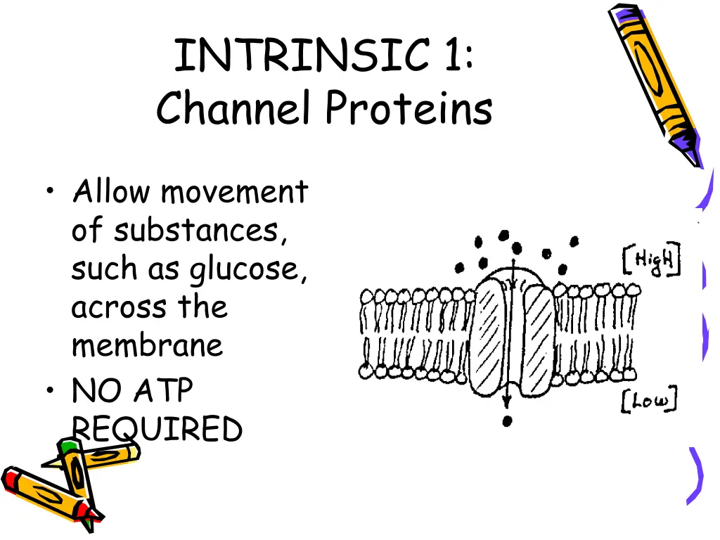 intrinsic 1 channel proteins