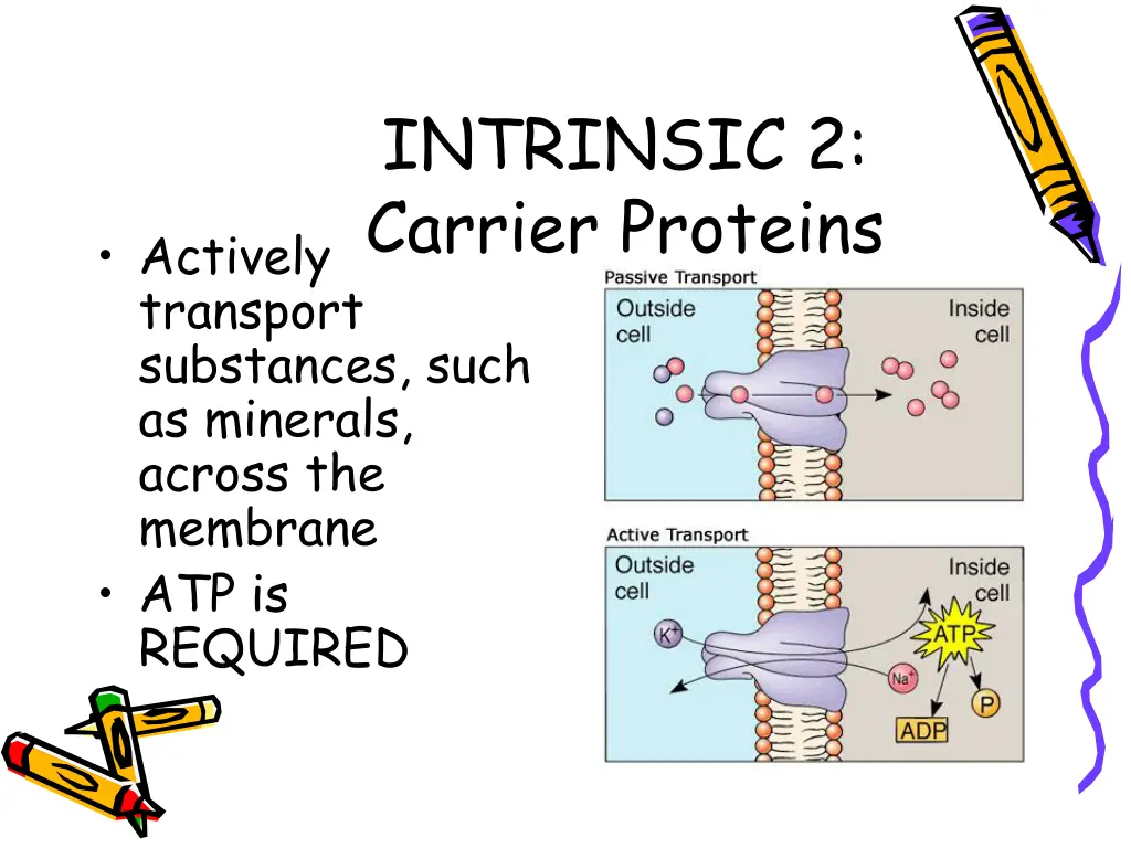 intrinsic 2 carrier proteins