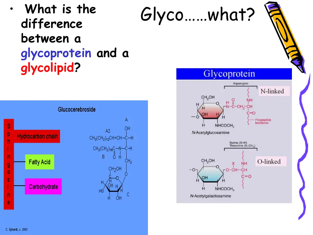 what is the difference between a glycoprotein