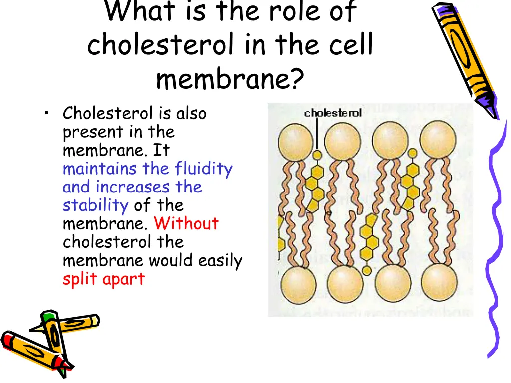 what is the role of cholesterol in the cell