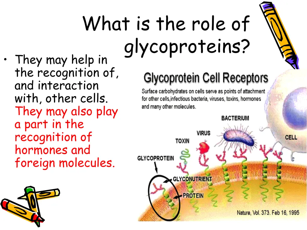 what is the role of glycoproteins they may help