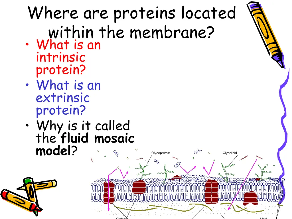 where are proteins located within the membrane