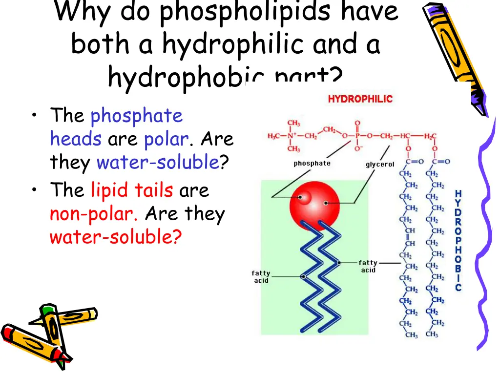 why do phospholipids have both a hydrophilic