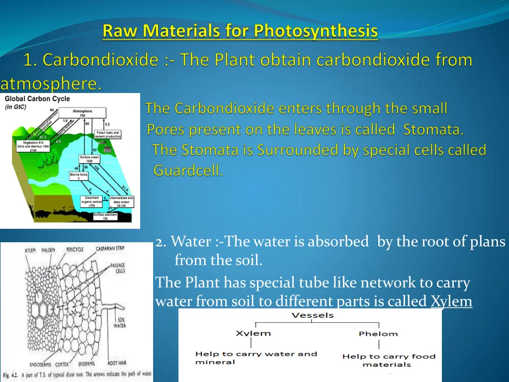 2 water the water is absorbed by the root