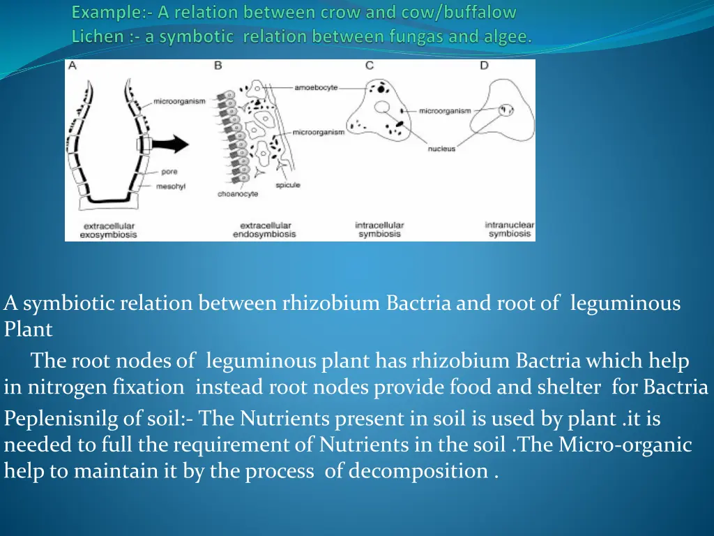 a symbiotic relation between rhizobium bactria