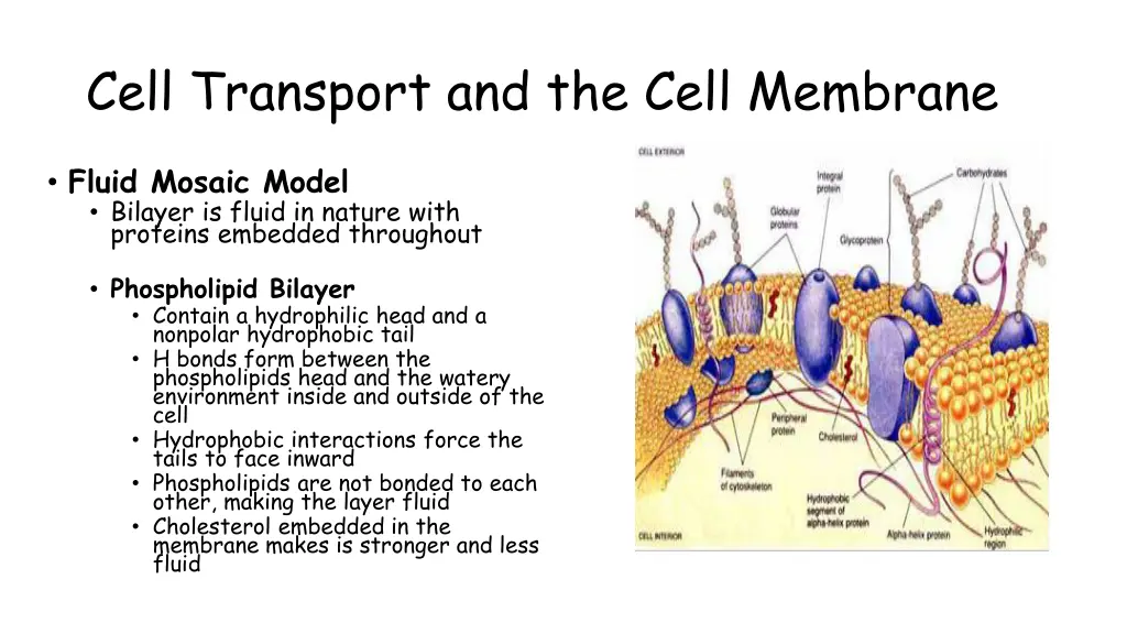 cell transport and the cell membrane 2