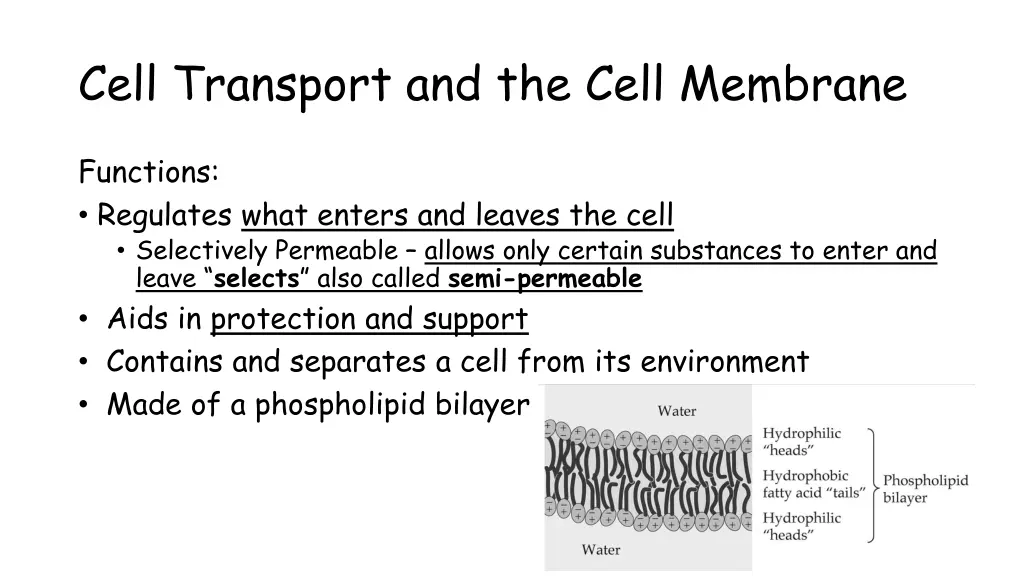 cell transport and the cell membrane