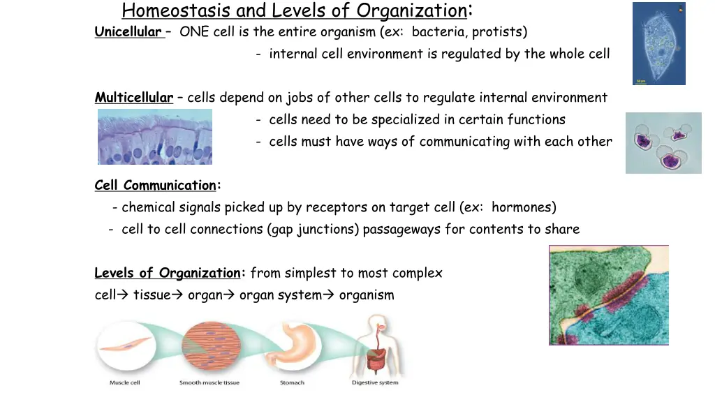 homeostasis and levels of organization