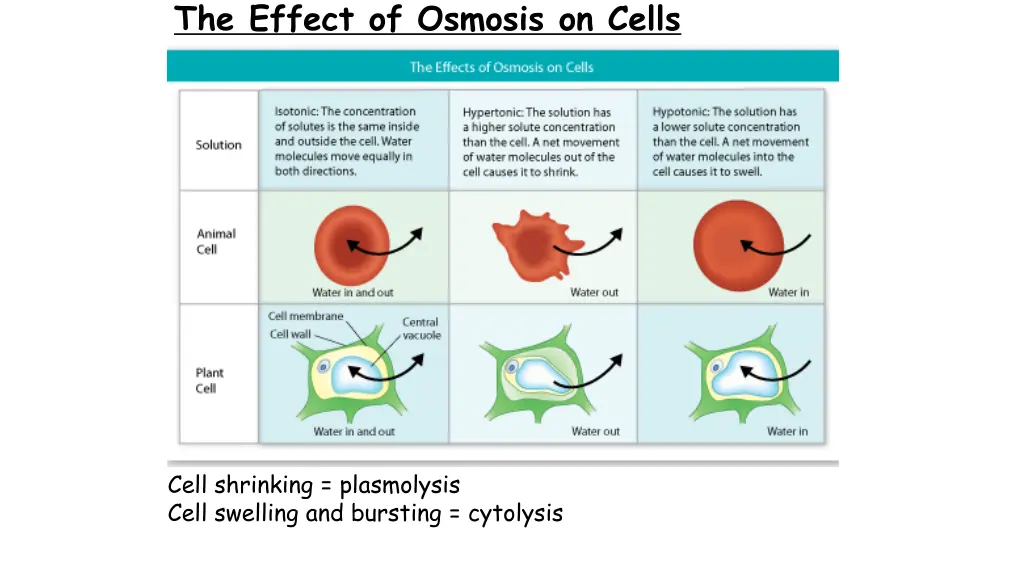 the effect of osmosis on cells