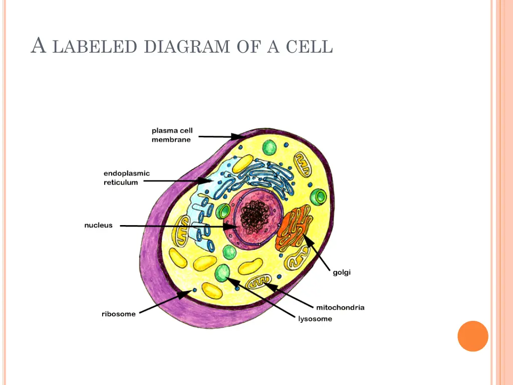 a labeled diagram of a cell