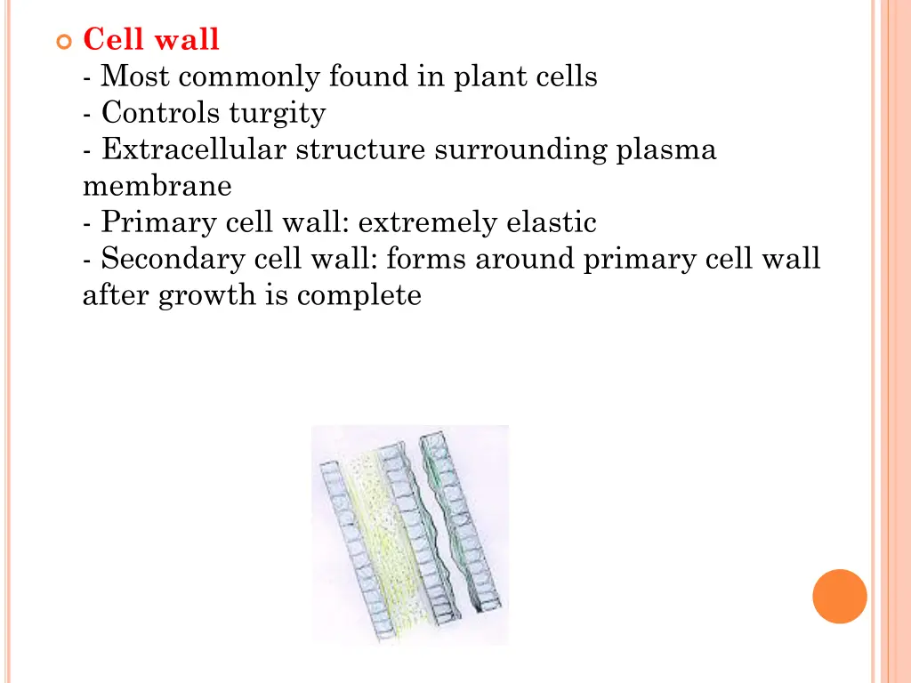 cell wall most commonly found in plant cells