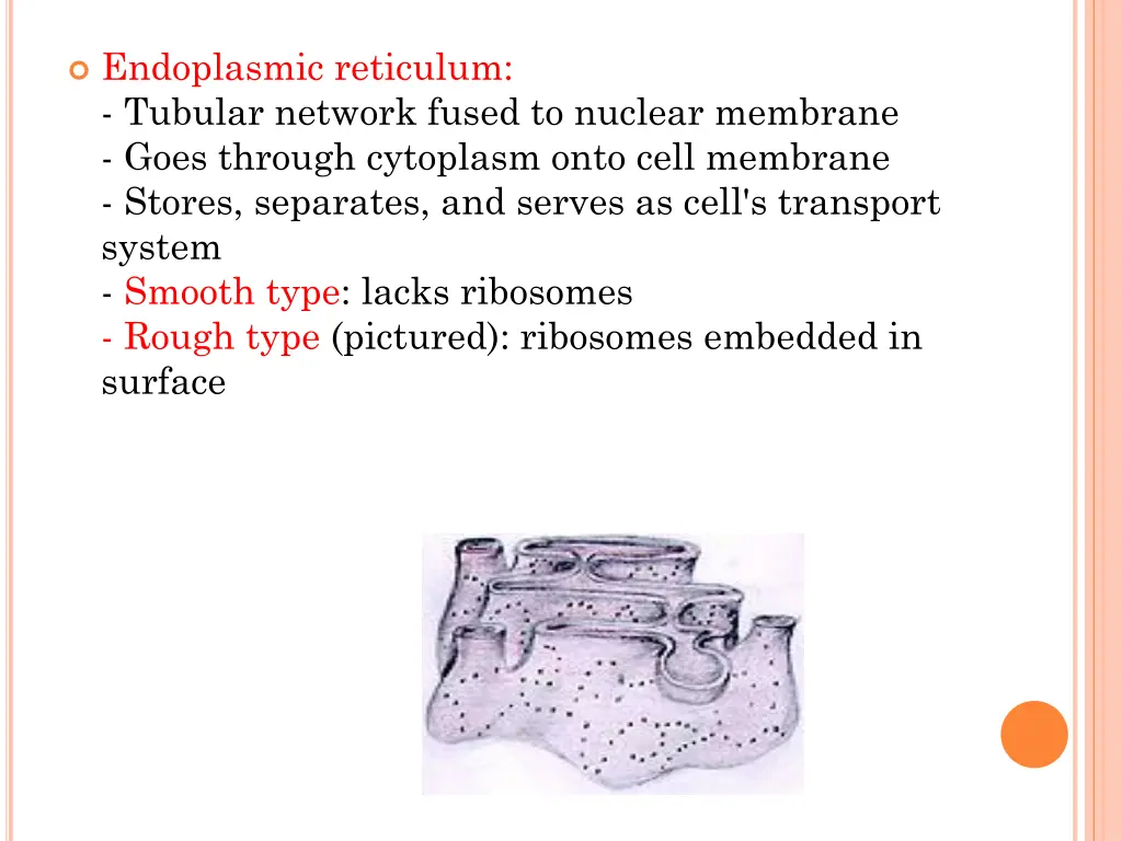 endoplasmic reticulum tubular network fused