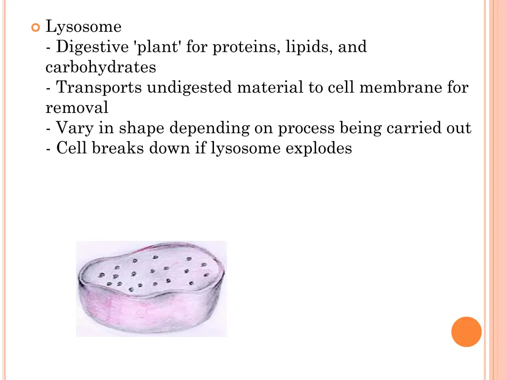 lysosome digestive plant for proteins lipids