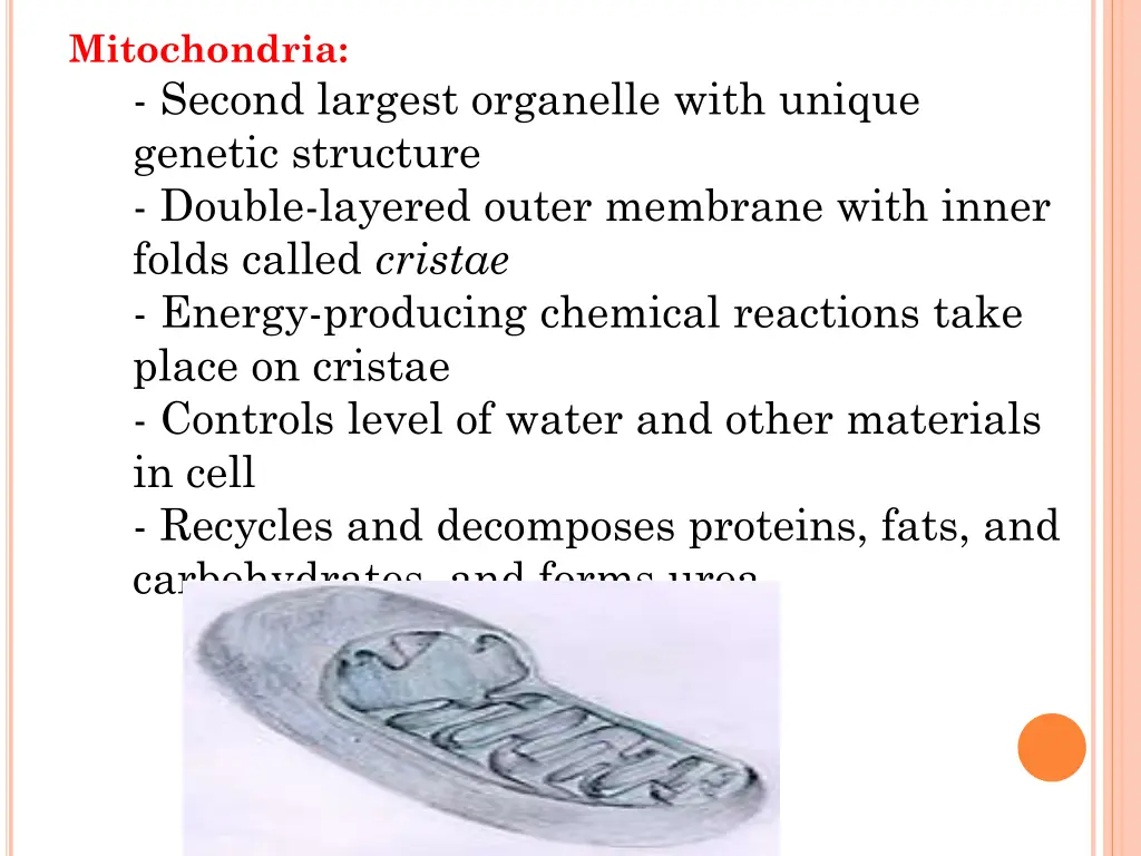 mitochondria second largest organelle with unique