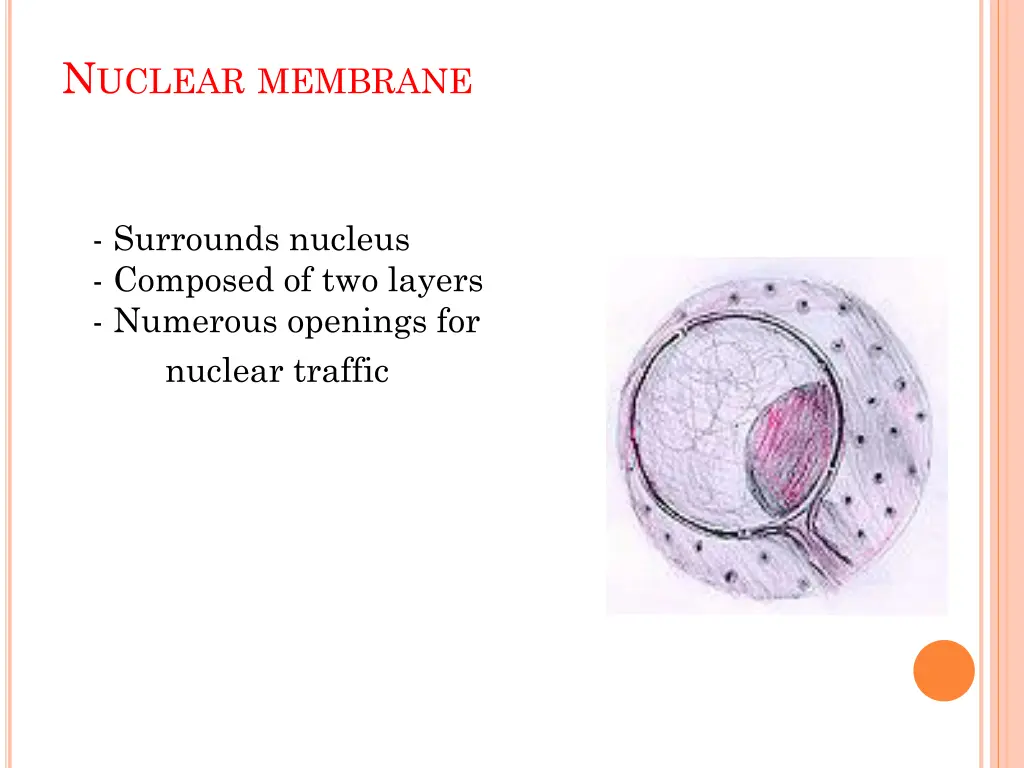 n uclear membrane