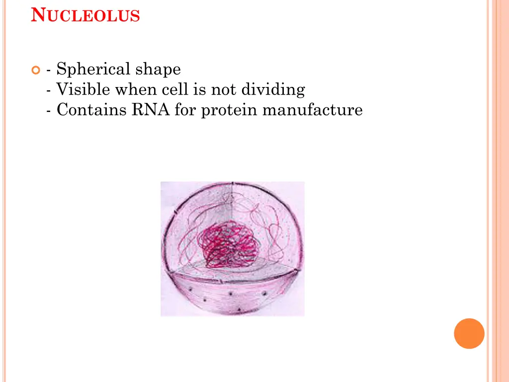 n ucleolus