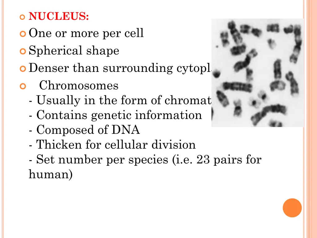 nucleus one or more per cell spherical shape