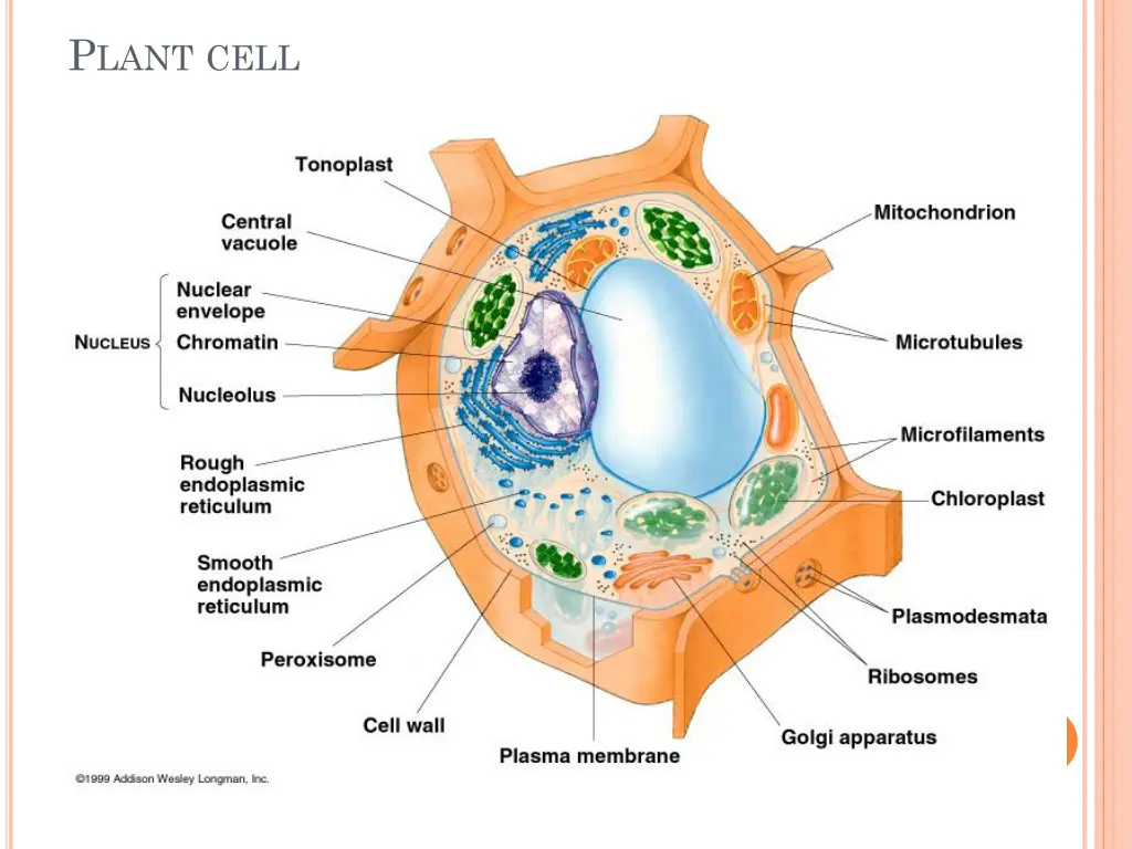 p lant cell