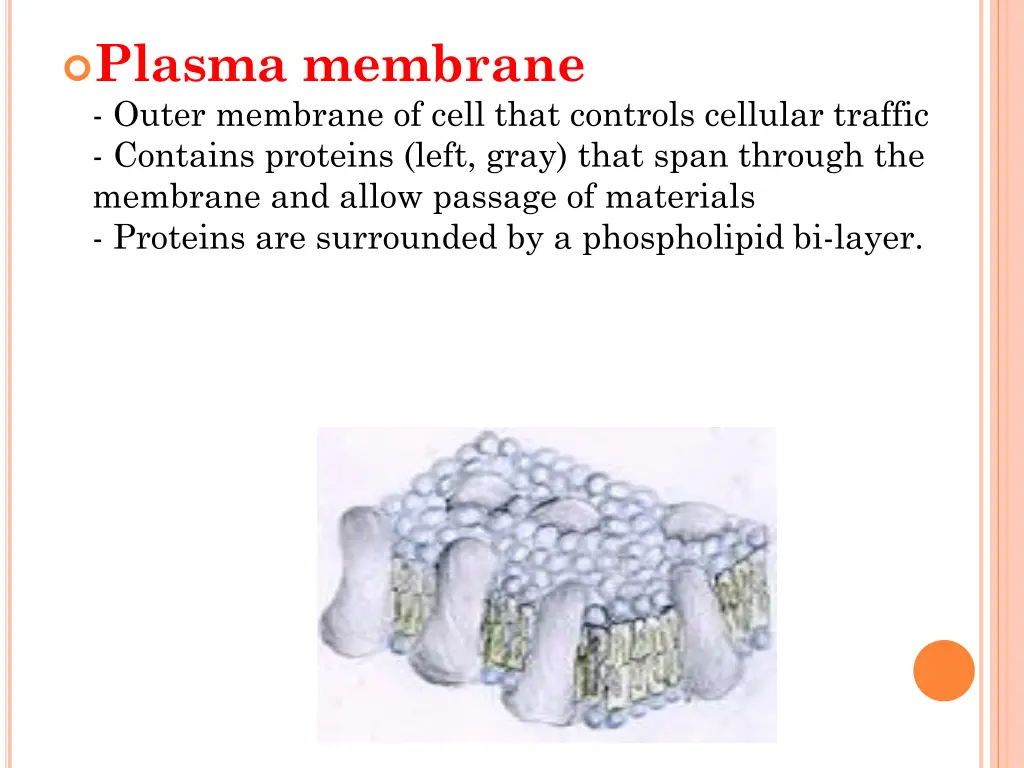 plasma membrane outer membrane of cell that