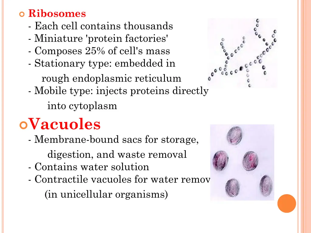 ribosomes each cell contains thousands miniature