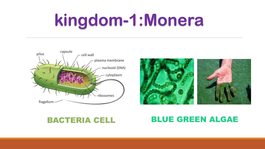 kingdom 1 monera