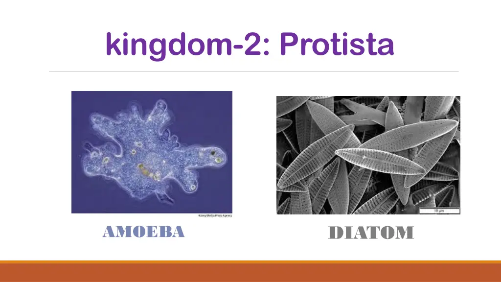 kingdom 2 protista