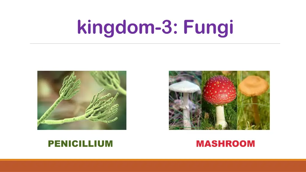 kingdom 3 fungi