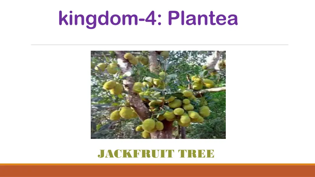 kingdom 4 plantea