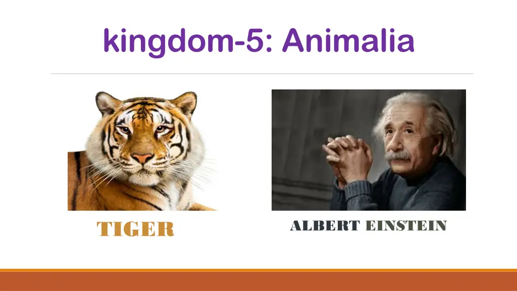 kingdom 5 animalia