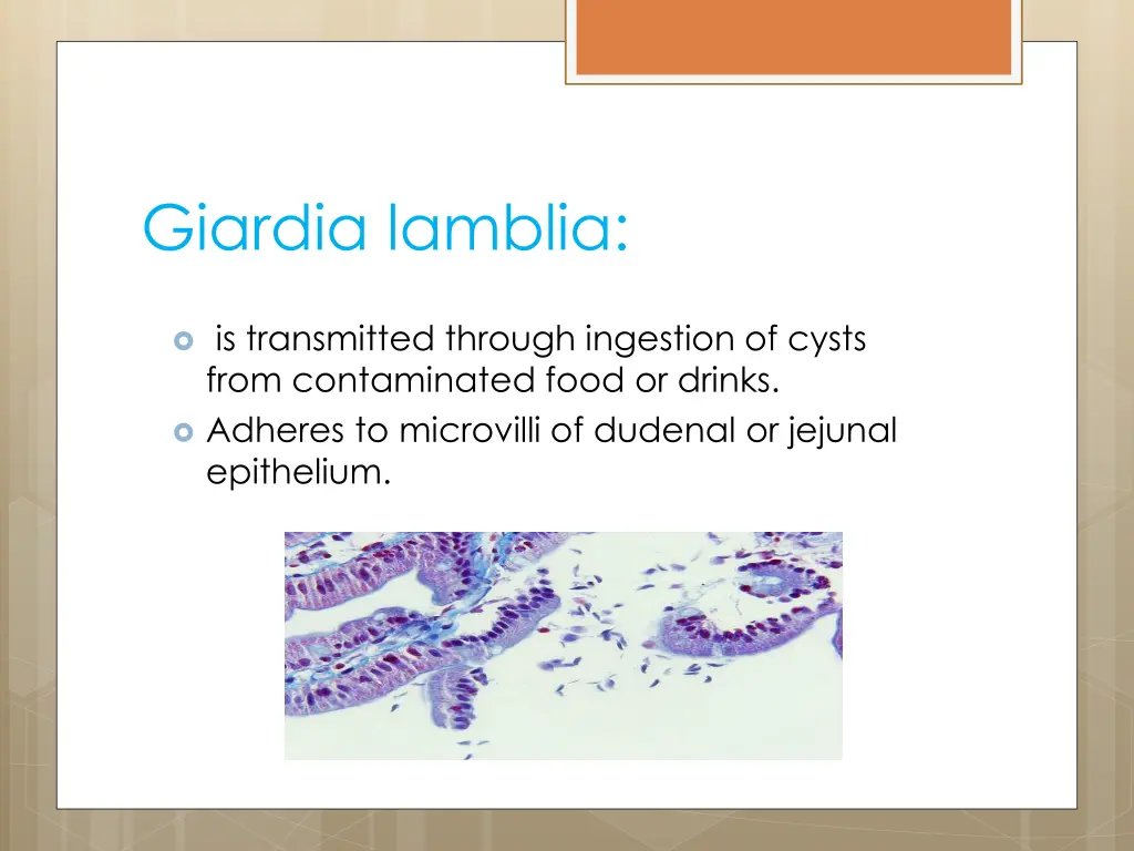 giardia lamblia