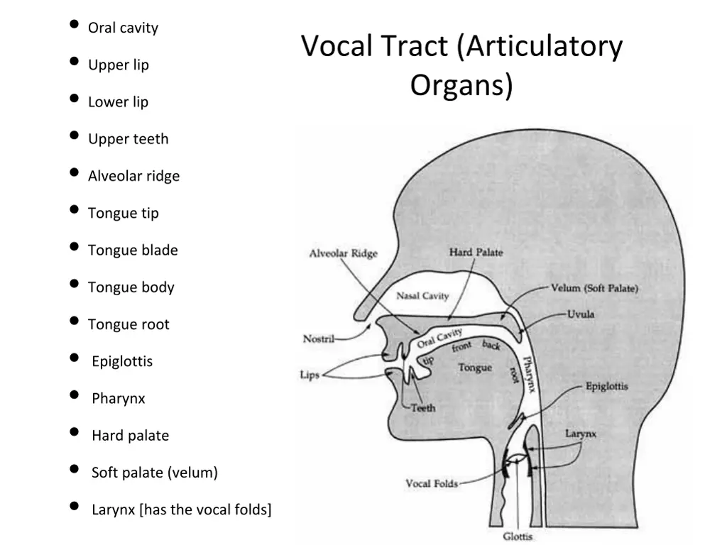 oral cavity upper lip lower lip upper teeth