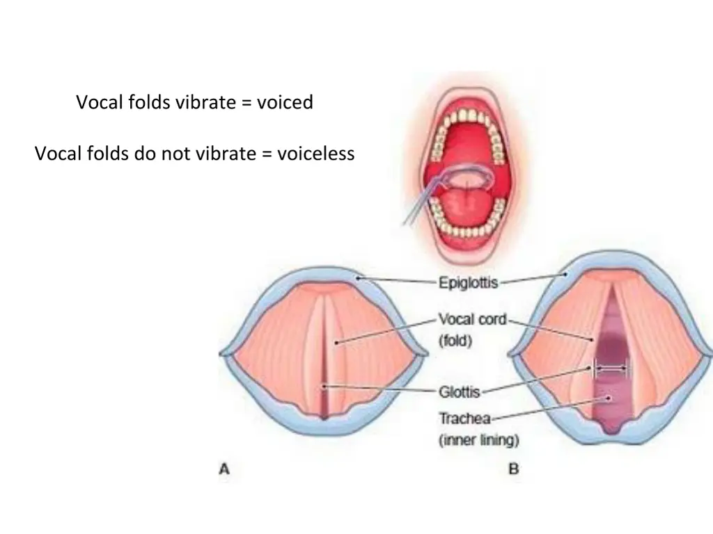 vocal folds vibrate voiced