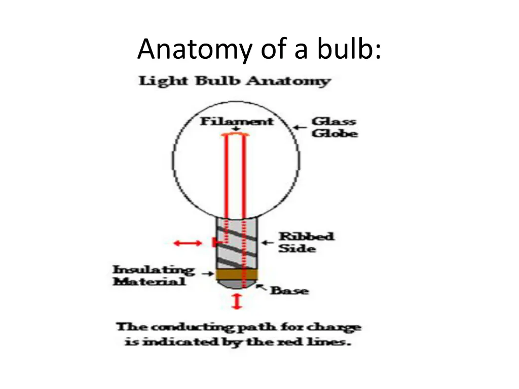 anatomy of a bulb