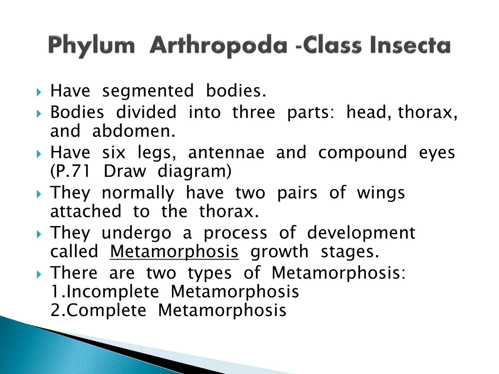 have segmented bodies bodies divided into three