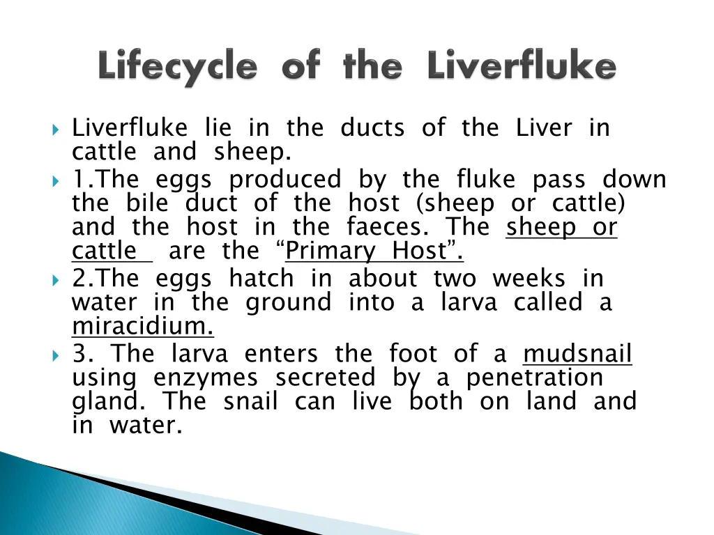 liverfluke lie in the ducts of the liver