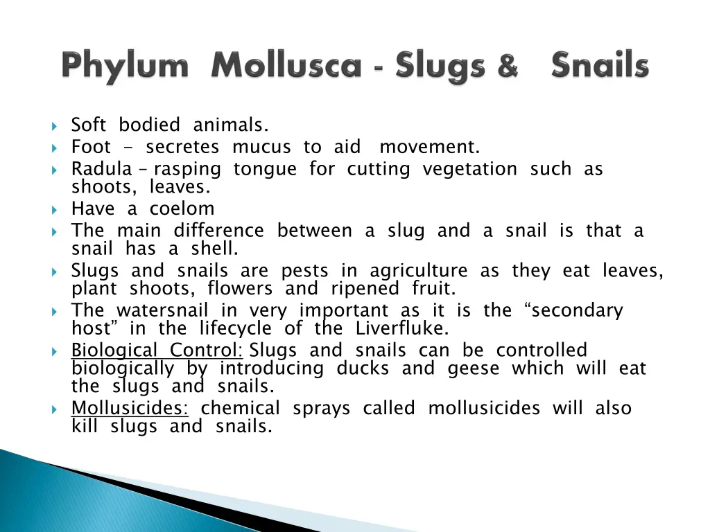 soft bodied animals foot secretes mucus