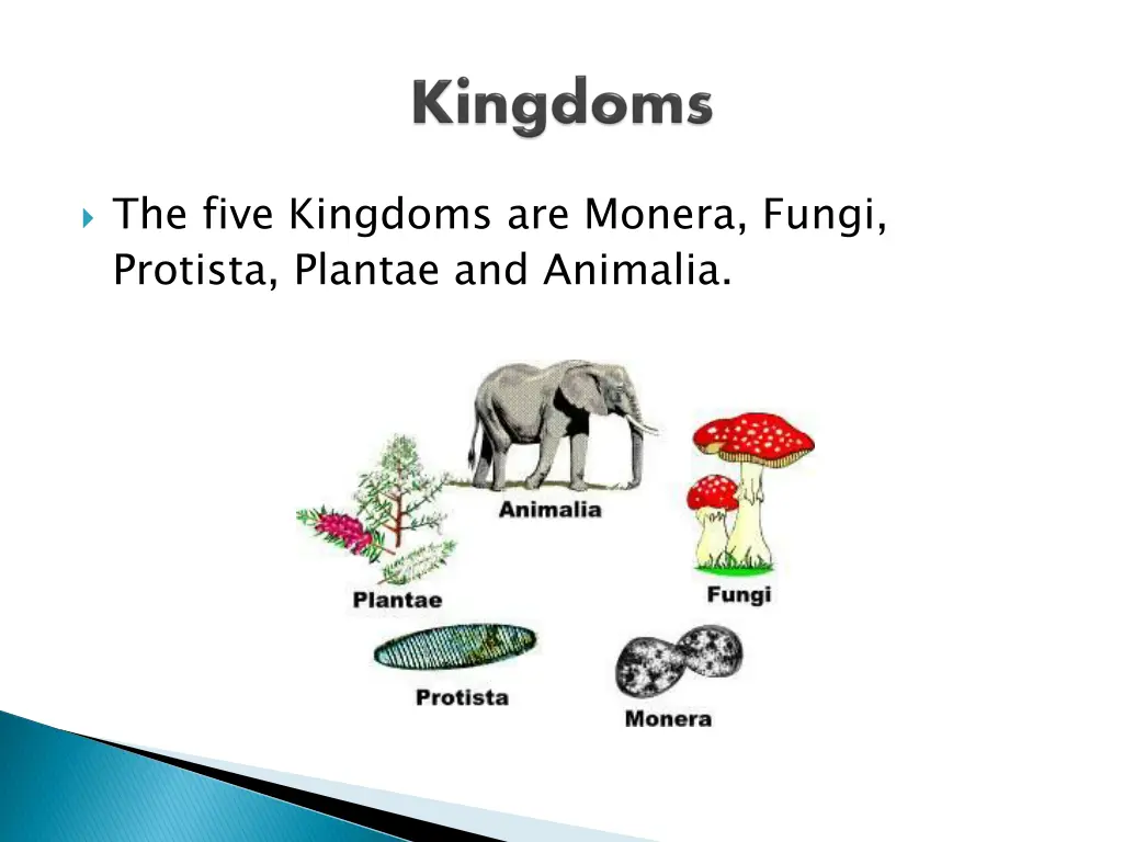 the five kingdoms are monera fungi protista