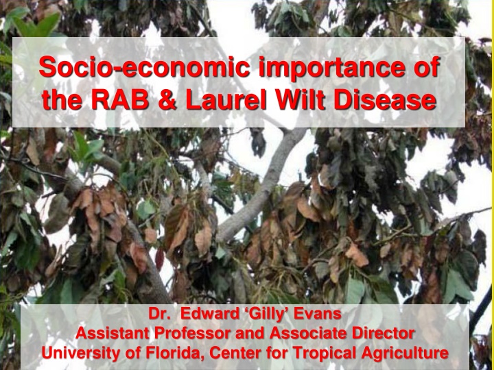 socio economic importance of the rab laurel wilt