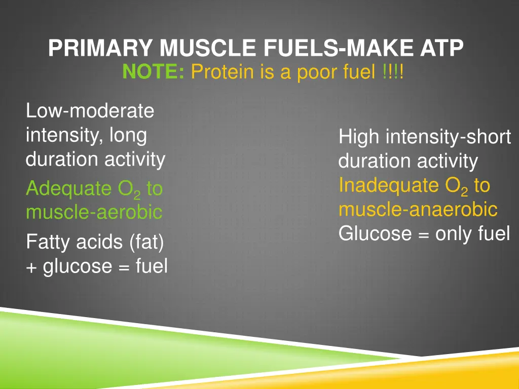 primary muscle fuels make atp note protein