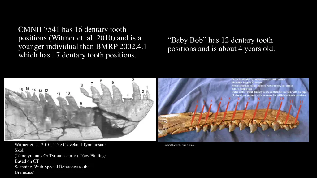 cmnh 7541 has 16 dentary tooth positions witmer