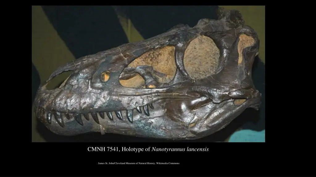 cmnh 7541 holotype of nanotyrannus lancensis