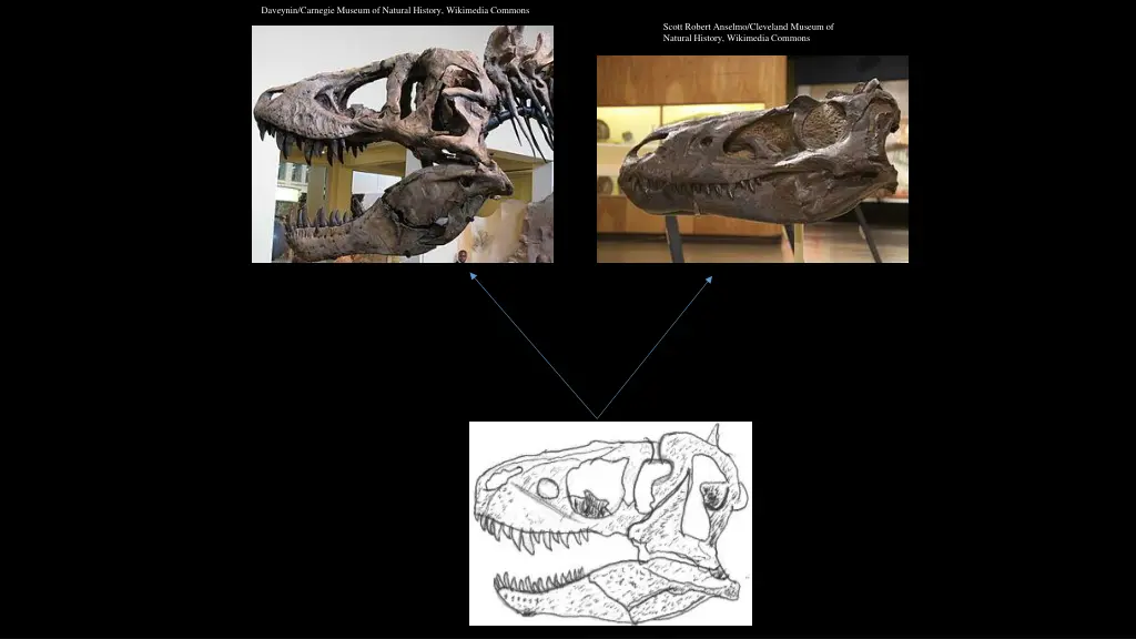 daveynin carnegie museum of natural history