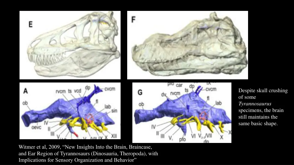 despite skull crushing of some tyrannosaurus