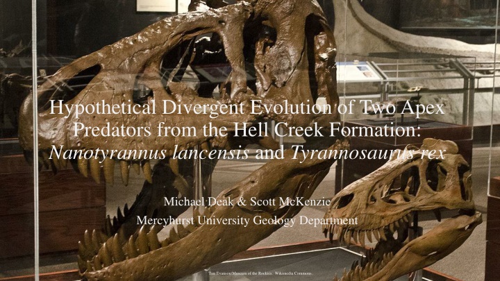 hypothetical divergent evolution of two apex