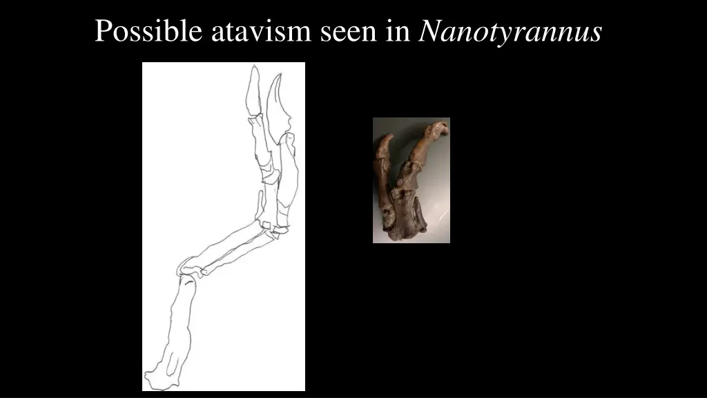 possible atavism seen in nanotyrannus