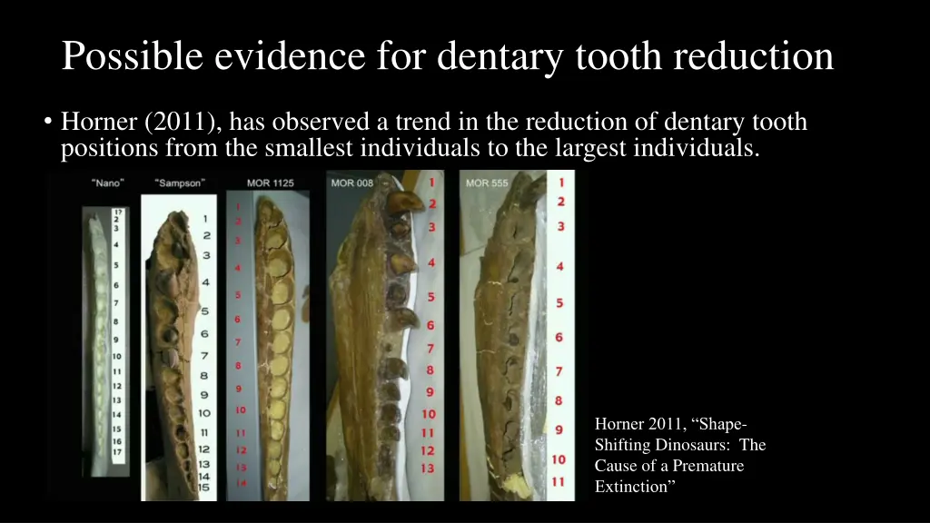 possible evidence for dentary tooth reduction