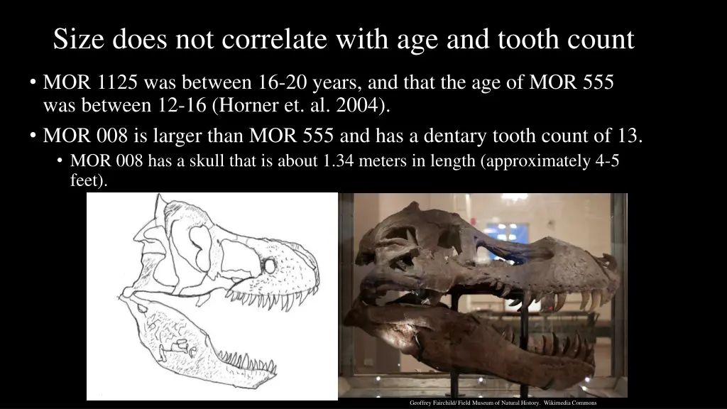 size does not correlate with age and tooth count