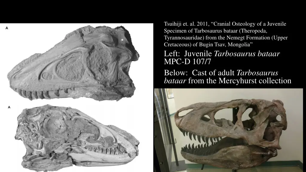 tsuihiji et al 2011 cranial osteology