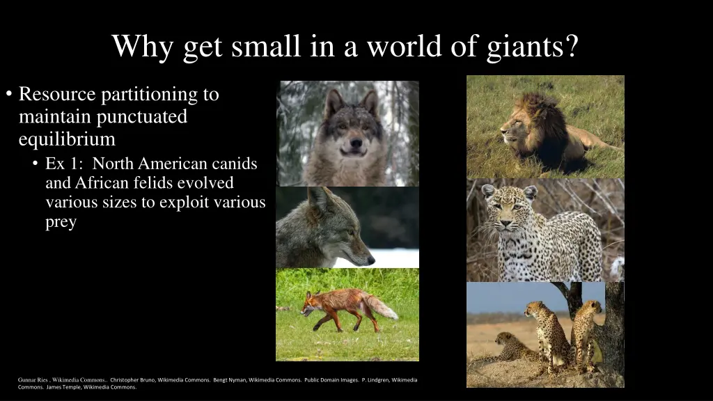 why get small in a world of giants