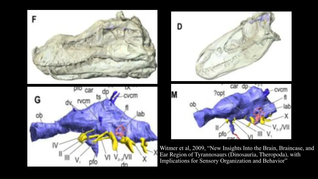 witmer et al 2009 new insights into the brain